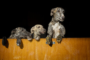 Primer plano de una familia de tres perros de carreras de raza pura galgo español apoyados de pie...