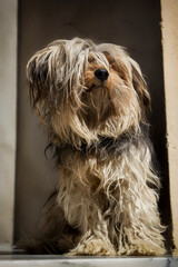 Naklejka na ściany i meble Cruce de Yorkshire Terrier con el pelo largo posando en la puerta de casa.