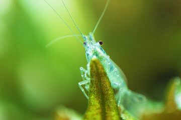 Neocaridina Freshwater Shrimp, dwarf shrimp in the aquarium. Aquascaping, aquaristic Animal macro, close up photography with a focus gradient and soft background. 