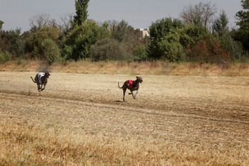 Dos galgos españoles de pura raza corriendo en la carrera de perros.