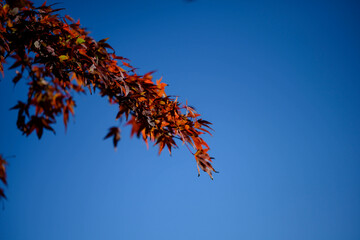 紅葉と快晴