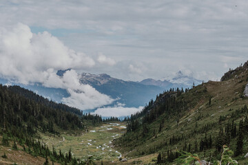 landscape in the summer