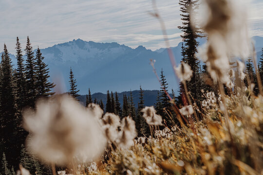 grass in the mountains