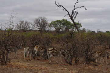 Botswana safari 2