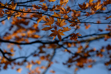 紅葉