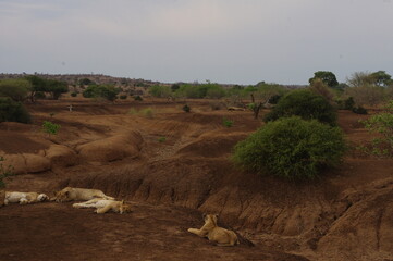 Botswana safari 2