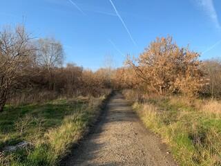 лес, деревья, мох, ягоды, цветы, осень, природа, небо, солне, 