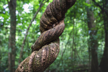 Detail of a twisted liana plant in the jungle of Tikal, Peten, Guatemala