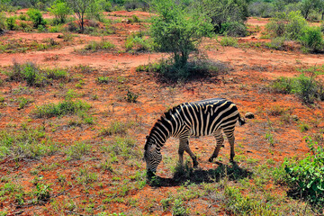 Fototapeta na wymiar A picture of some zebras