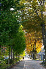 秋のビル街の並木道紅葉黃葉の華やぎ