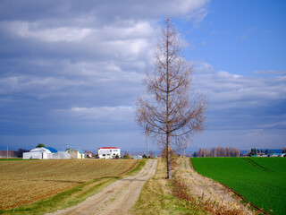北海道の田舎道