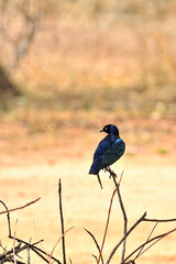 A picture of a bird