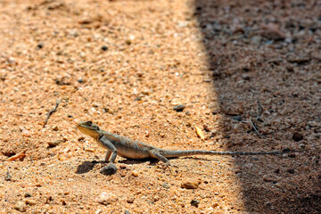 A picture of a lizard