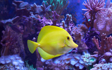 A YELLOW TANG, (ZEBRASOMA FLAVESCENS ) WITH CORALS IN MARINE AQUARIUM