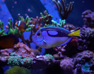 PARACANTHURUS HEPATUS, KNOW AS THE BLUE TANG SWIMMING IN TROPICAL AQUARIUM, DORI FISH.