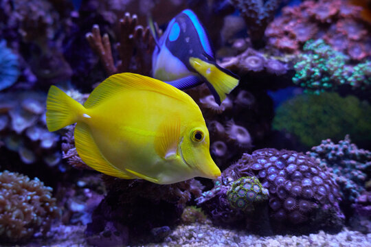 A YELLOW TANG, (ZEBRASOMA FLAVESCENS ) WITH CORALS IN MARINE AQUARIUM