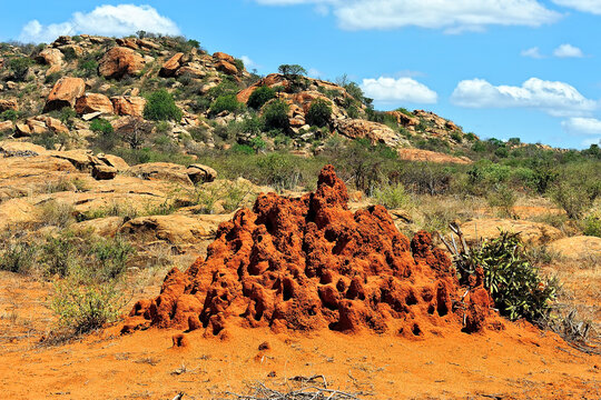 A picture of a termite