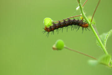 caterpillar on a branch on a plain green background