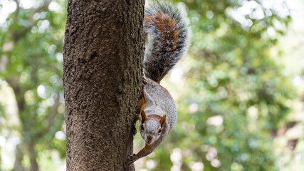 Ardilla Bosque Chapultepec CDMX - Octubre 2021
