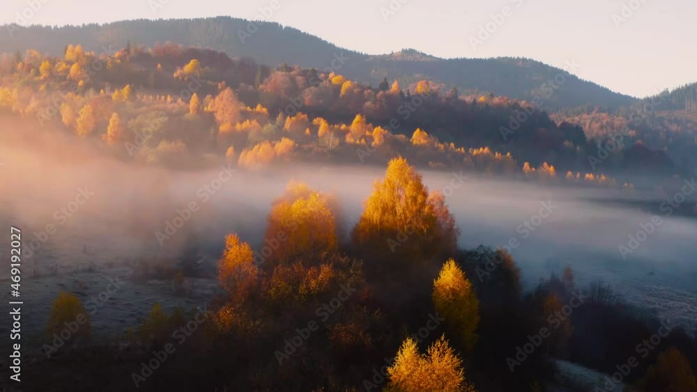 Wall mural aerial view of mountain forest in low clouds at sunrise in autumn. hills with red and orange trees i