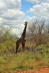 A picture of a giraffe