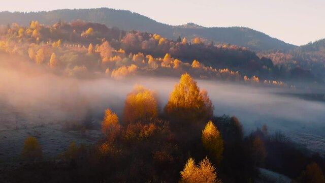 Aerial view of mountain forest in low clouds at sunrise in autumn. Hills with red and orange trees in fog in fall. View from above of mountain, foggy forest. Aerial drone view flight over woods
