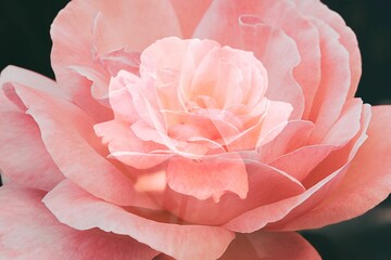 beautiful  rose in warm autumn sun in closeup and bokeh