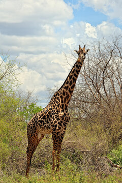 A picture of a giraffe