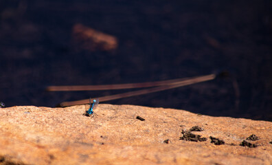 Dragon fly on a rock