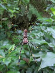 Golden web spider in the caribbean jungle