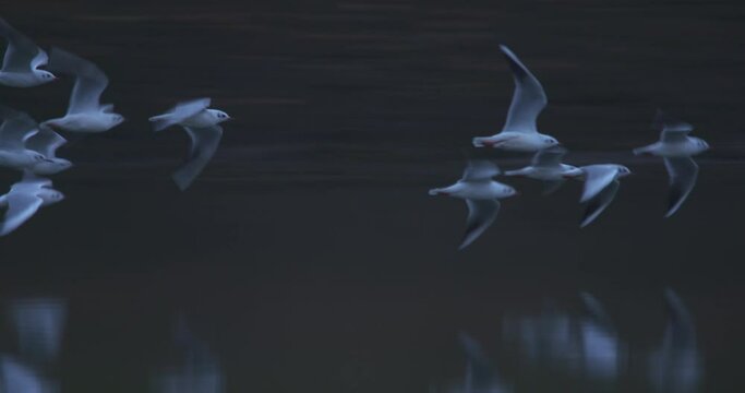 Seagull birds flying low over water close up reflections slow motion