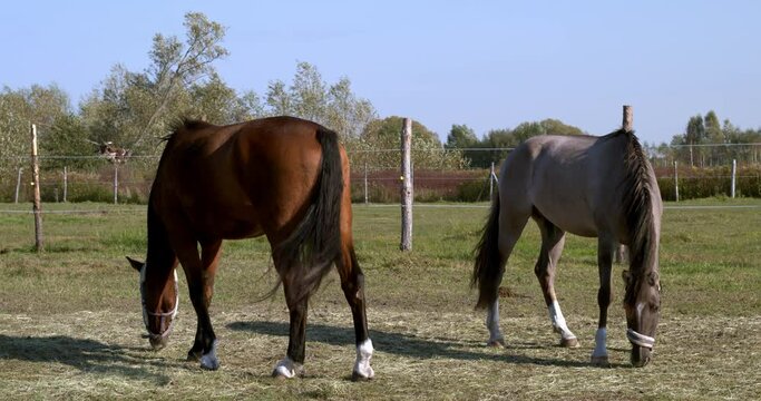 Horses eating hay from the ground on a paddock. Grullo coat color horse (Lusitano breed) and bay horse.