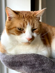 Ginger and white cat kitten photogenic domestic