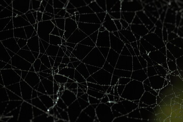 red de ara&ntilde;a humeda con rocio