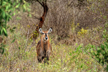 A picture of a Gnu