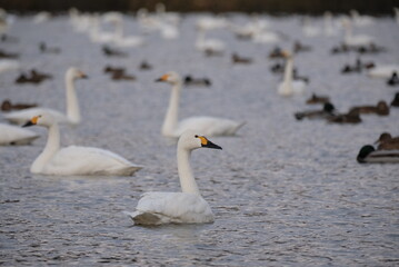 Swans, 14/11/2021