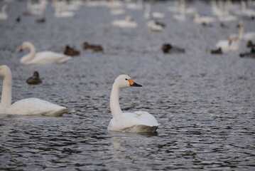 Swans, 14/11/2021