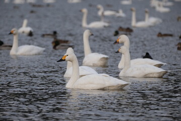 Swans, 14/11/2021