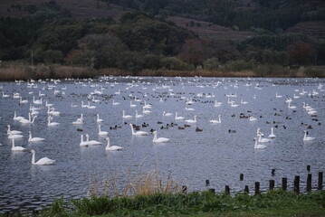 Swans, 14/11/2021
