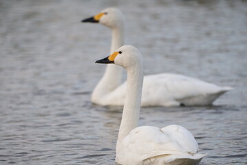 Swans, 14/11/2021