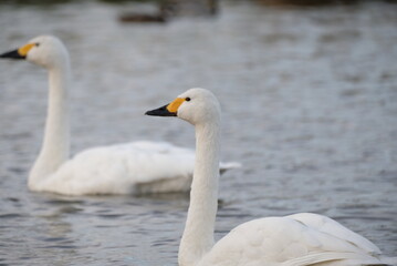 Obraz premium Swans, 14/11/2021