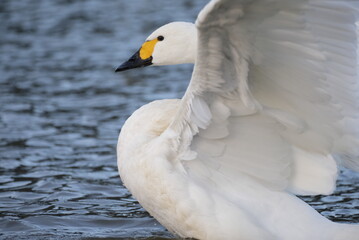 Swans, 14/11/2021