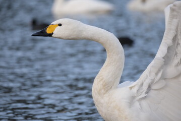 Swans, 14/11/2021