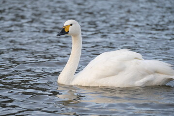 Swans, 14/11/2021