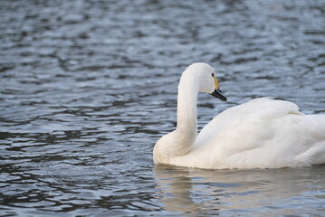 Swans, 14/11/2021