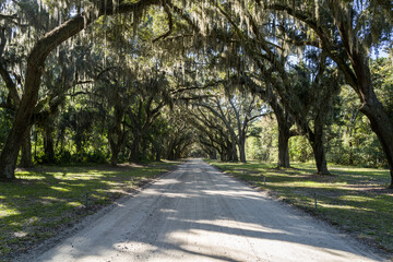 Obraz premium treelined empty dirt road