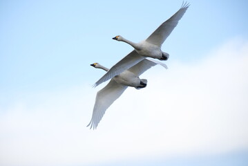 Swans, 14/11/2021