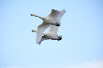 Swans, 14/11/2021