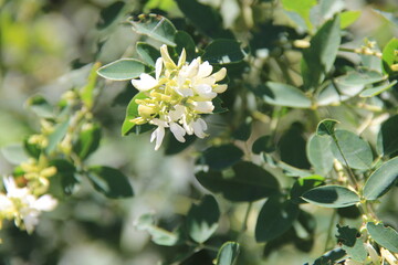 「白萩」の花