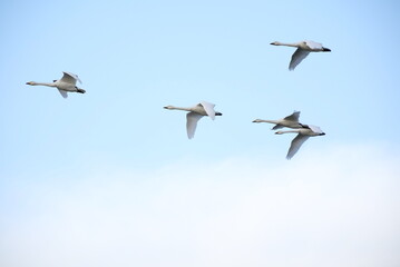 Obraz premium Swans, 14/11/2021